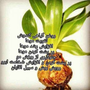 گیاه روغن کندش-عطاری حاج محمد
